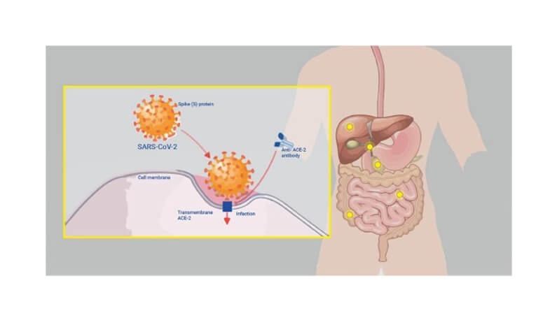 COVID and Gastrointestinal Symptoms: Are They Related?